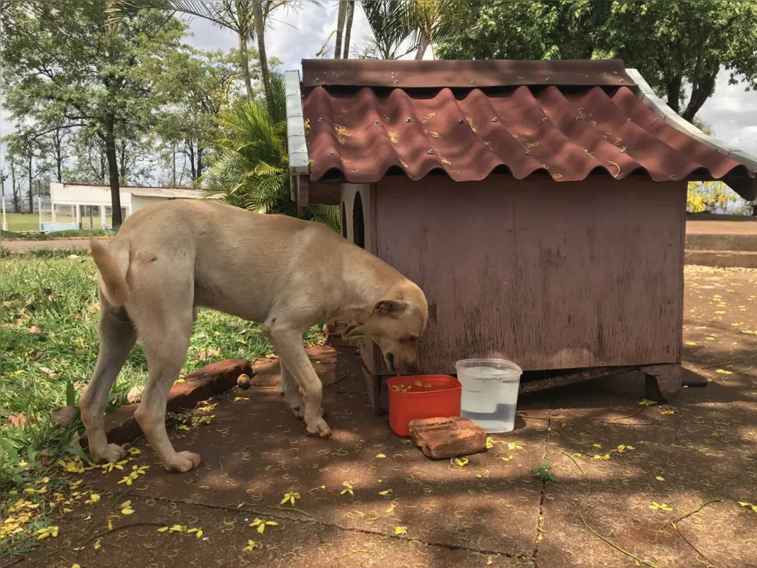 Sansão é um dos animais cuidados pela comunidade, que construiu e espalhou casinhas de madeira pelo distrito