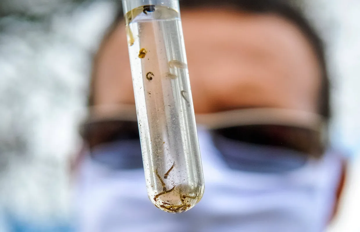 Imagem ilustrativa da imagem Cambé tem segundo caso de zika contraído na cidade neste ano