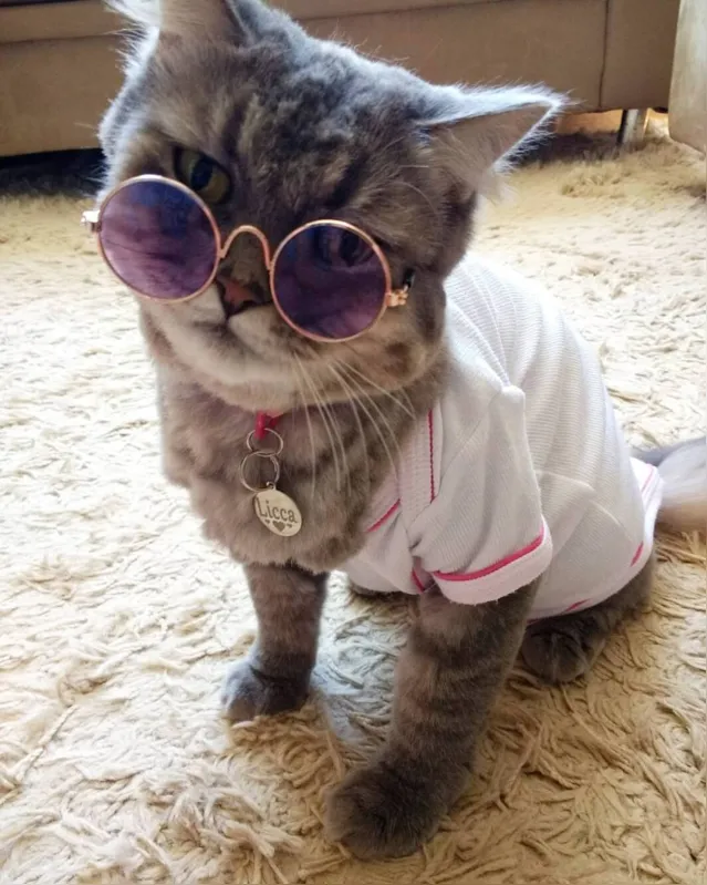 Imagem ilustrativa da imagem 'CelebriPets': cães e gatos influenciadores de Londrina