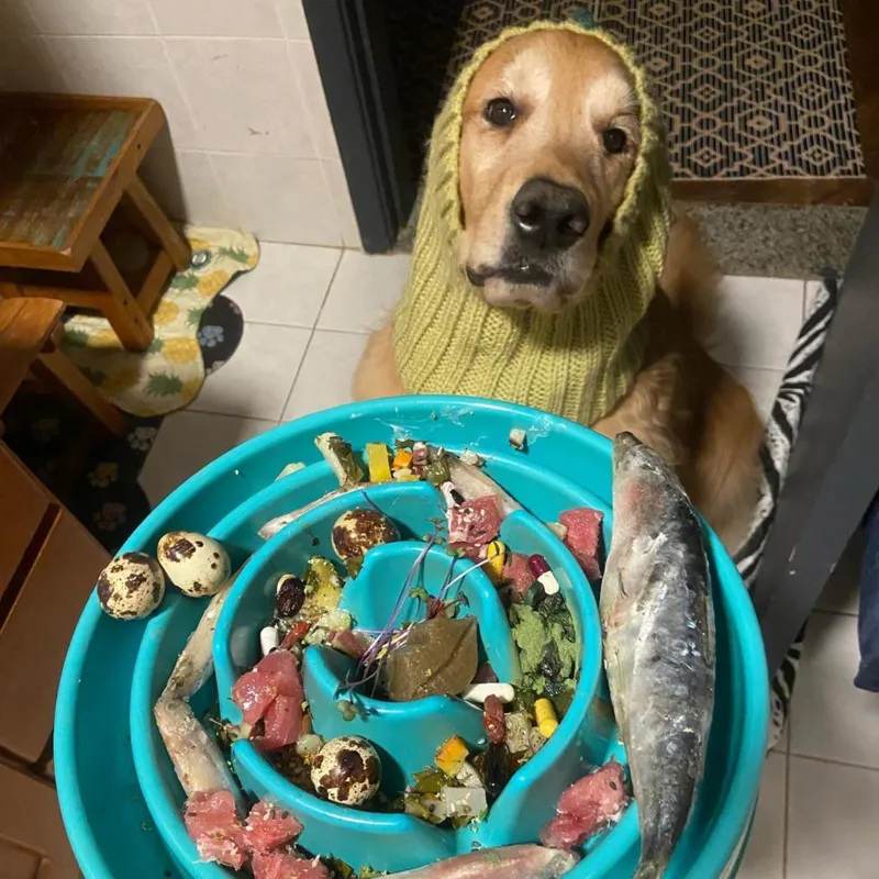 Imagem ilustrativa da imagem 'CelebriPets': cães e gatos influenciadores de Londrina