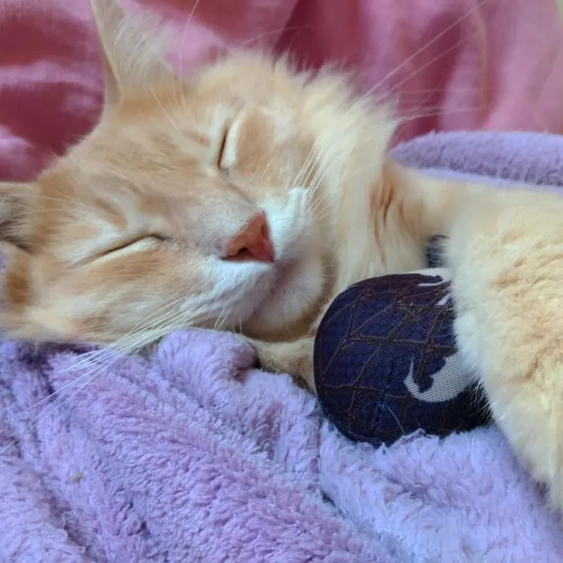 Imagem ilustrativa da imagem 'CelebriPets': cães e gatos influenciadores de Londrina