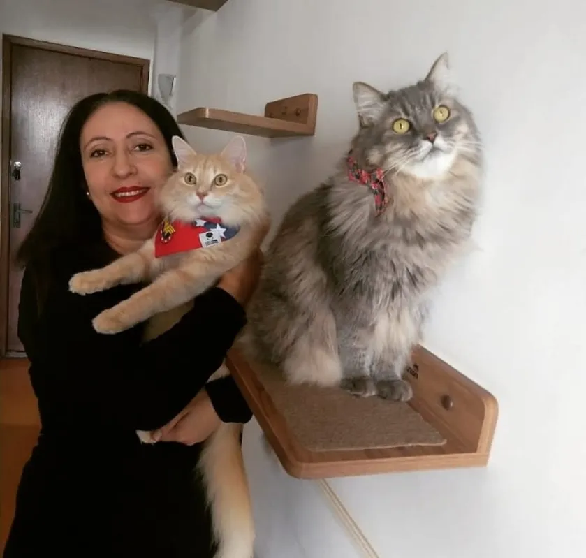  

Licca e  Muffin: gatos com personalidades diferentes 