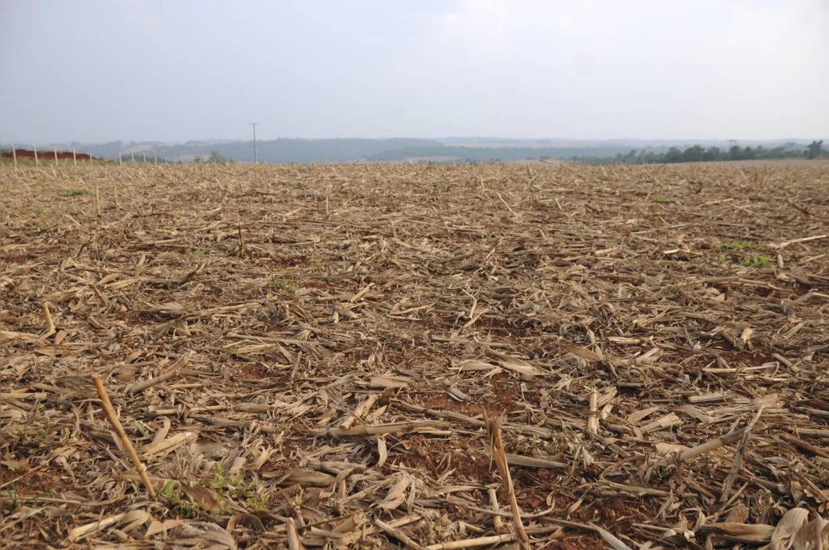 Imagem ilustrativa da imagem Falta de chuva atrasa plantio de soja no Paraná