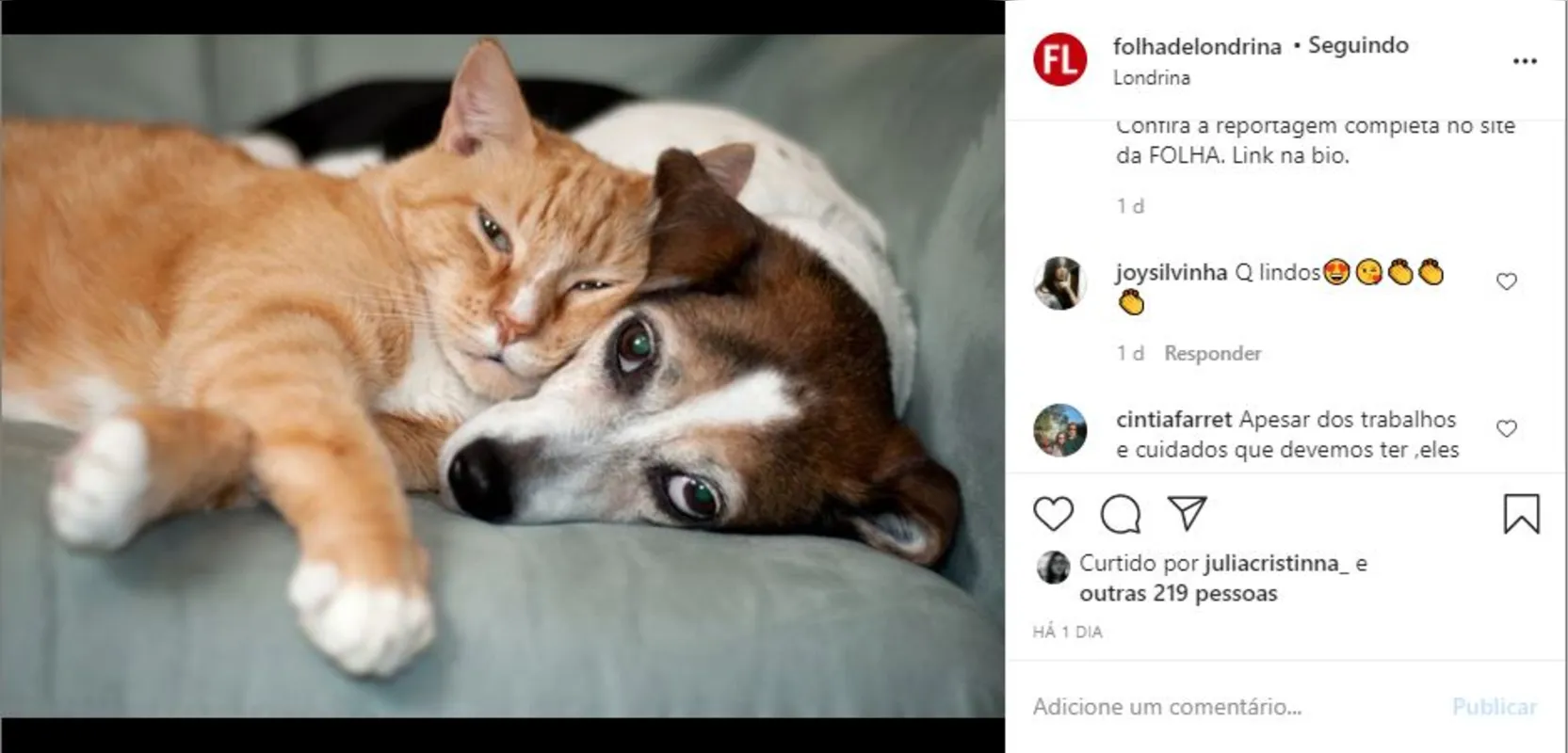 Imagem ilustrativa da imagem Folha nas redes - Cães e gatos