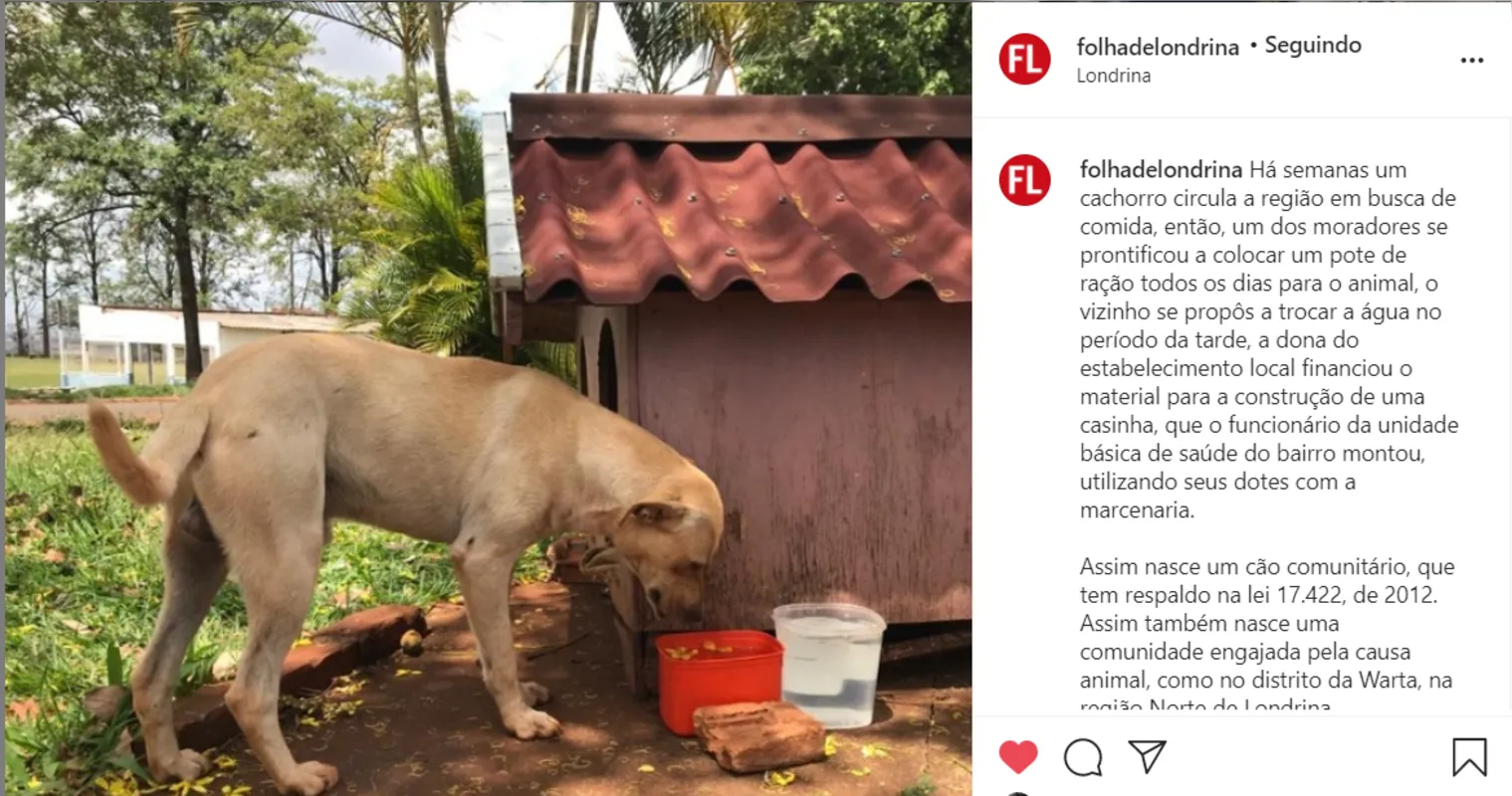 Imagem ilustrativa da imagem Folha nas redes| Cães Comunitários