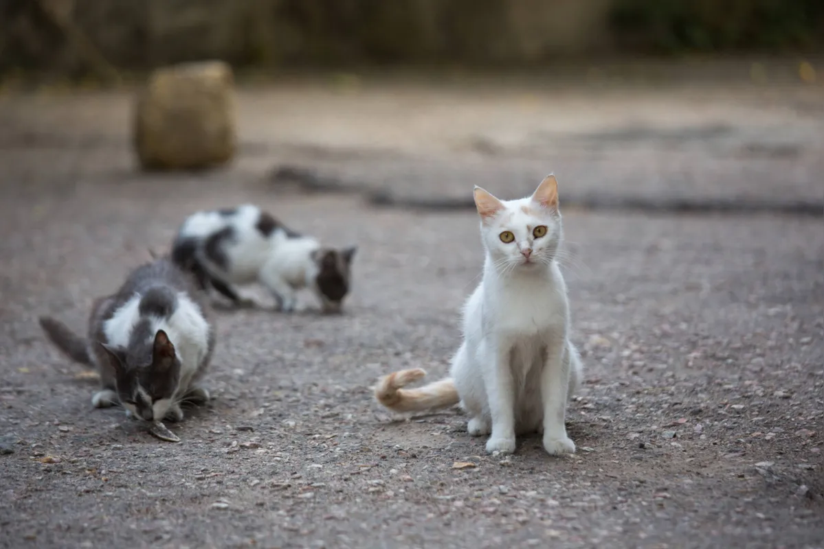 Imagem ilustrativa da imagem Gatos ficam imunes ao coronavírus, aponta estudo