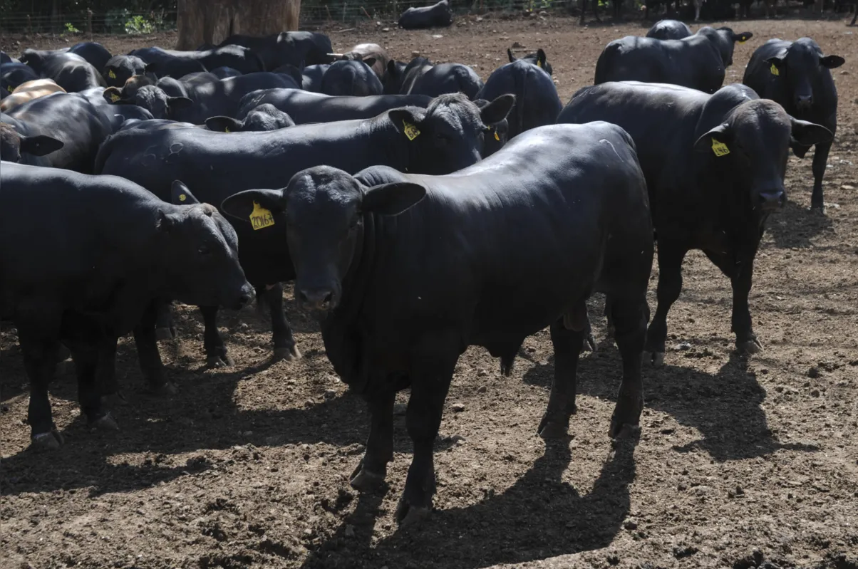 Aos 24 meses, os touros são leiloados. Neste ano, o valor dos animais destaque chegou a R$ 50 mil
