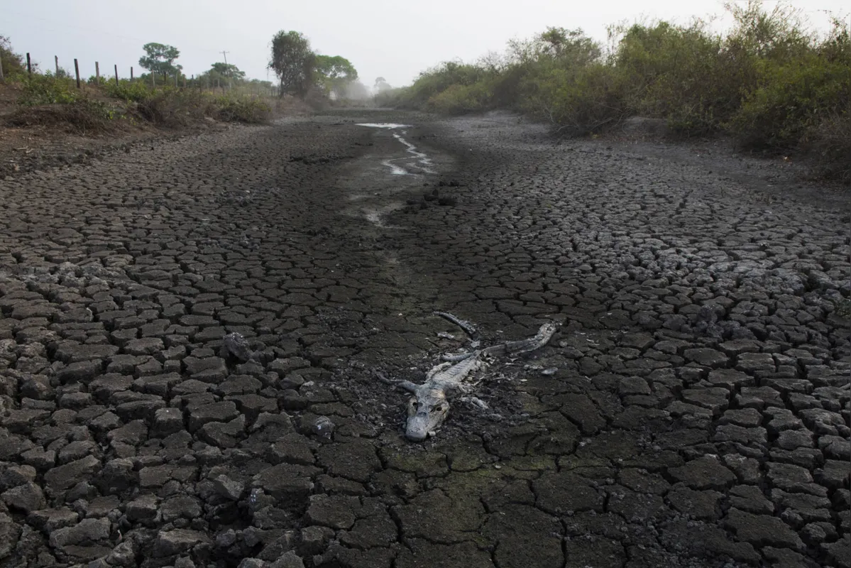 Governo alega perseguição de outros países em relação a temas como queimadas no Pantanal