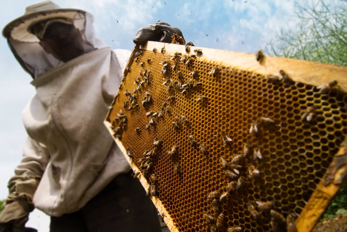 A produção paranaense de mel cresceu 21,5% nos últimos cinco anos  