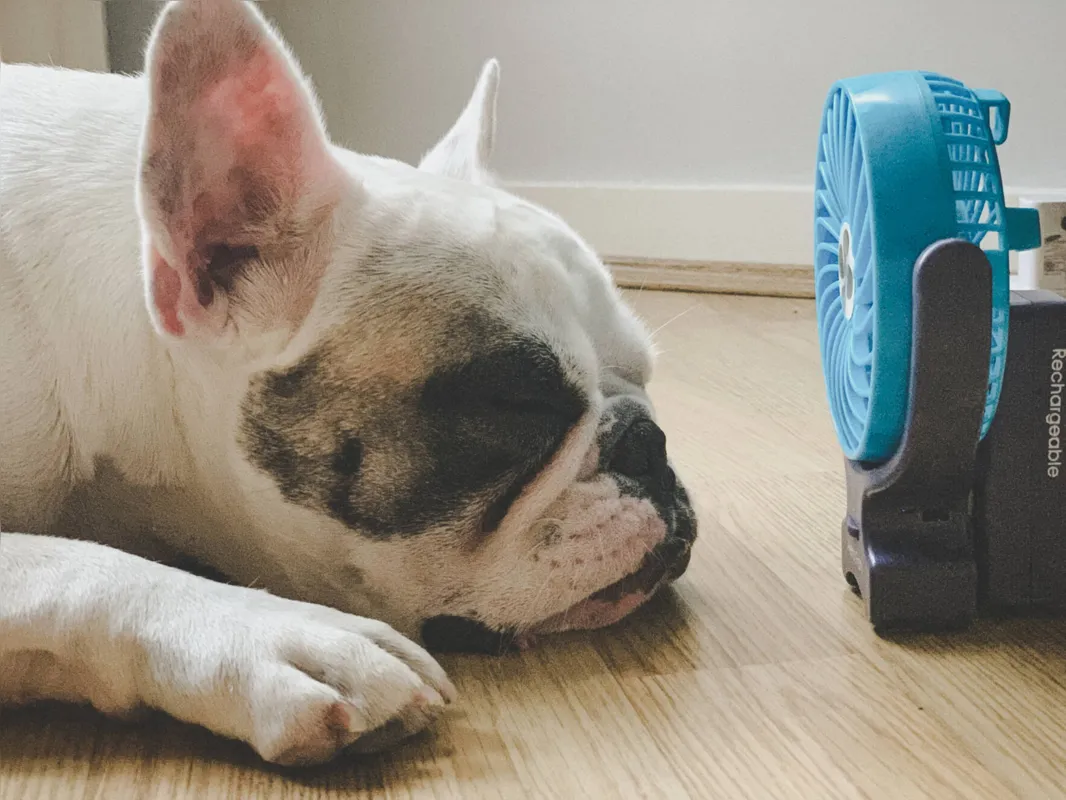 Imagem ilustrativa da imagem Pets também sofrem com o calor; confira dicas de veterinária