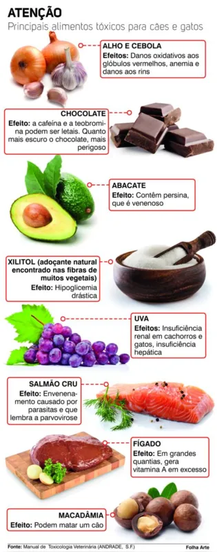 Imagem ilustrativa da imagem Por que é perigoso dar chocolate ou açúcar para o pet