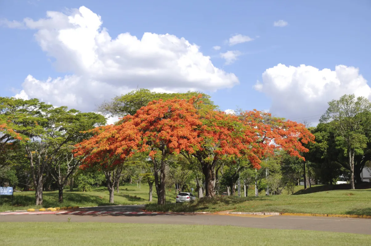 Imagem ilustrativa da imagem Primavera em Londrina: vermelho na terra e nas flores