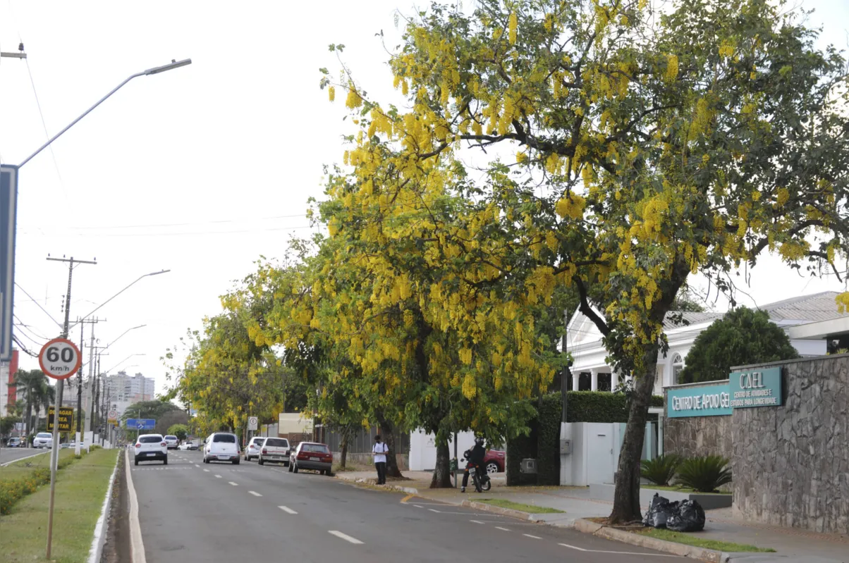 Imagem ilustrativa da imagem Primavera em Londrina: vermelho na terra e nas flores