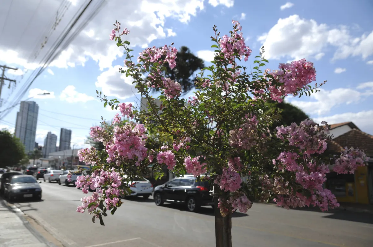 Imagem ilustrativa da imagem Primavera em Londrina: vermelho na terra e nas flores