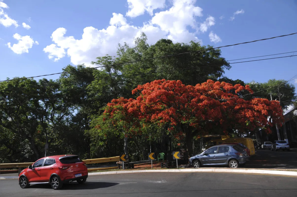 Imagem ilustrativa da imagem Primavera em Londrina: vermelho na terra e nas flores