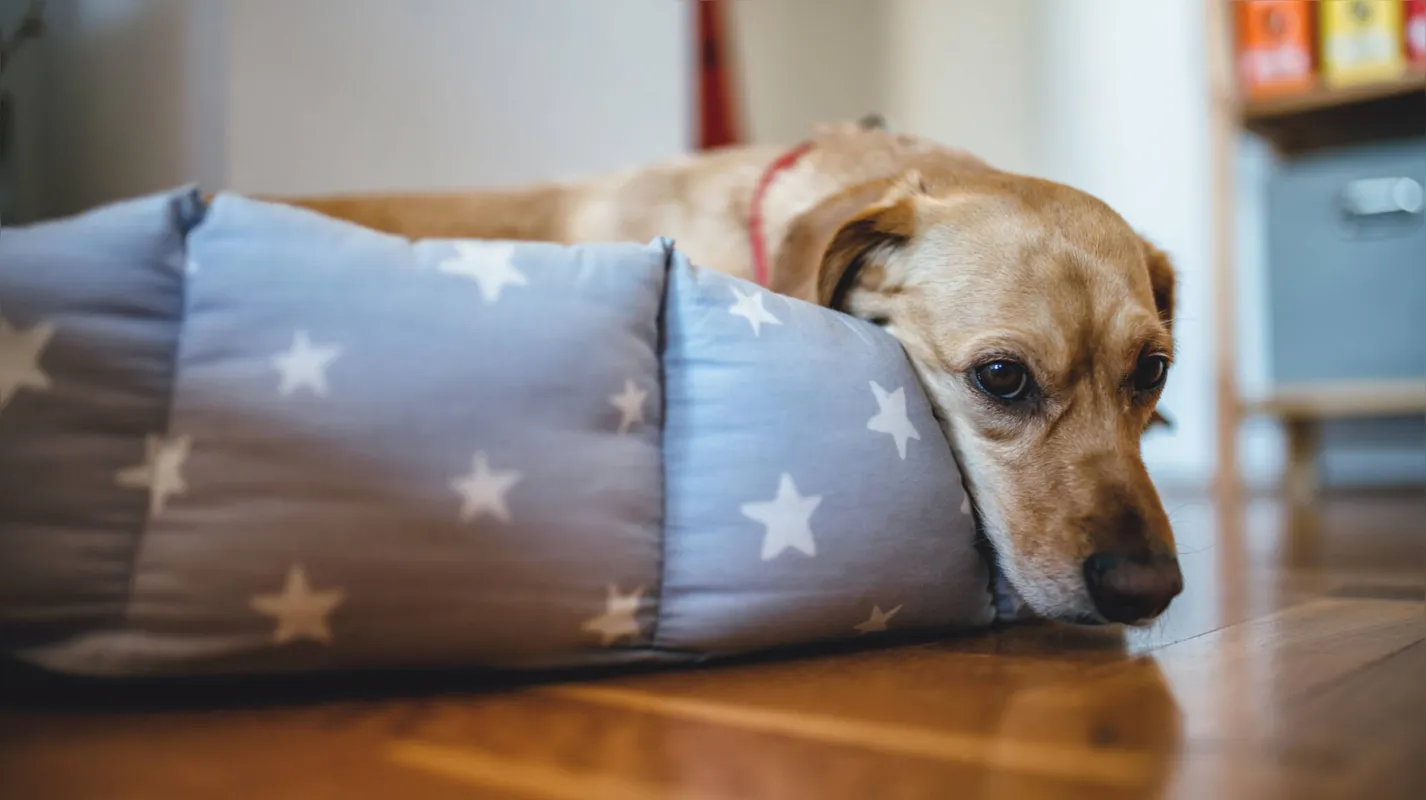 Imagem ilustrativa da imagem Quais as doenças mais comuns em cães?