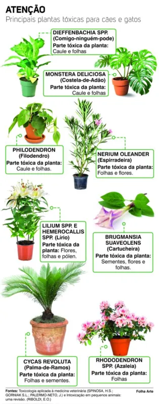 Imagem ilustrativa da imagem Saiba quais plantas são perigosas para os pets