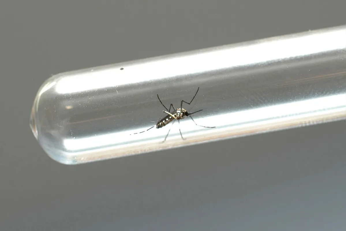 Imagem ilustrativa da imagem Saúde confirma segundo caso de chikungunya em Londrina