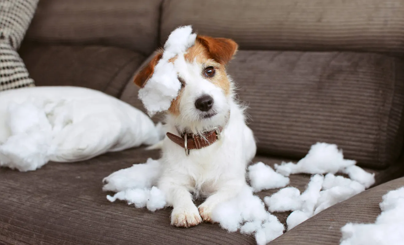 Imagem ilustrativa da imagem Sinais de que seu cachorro sofre de ansiedade de separação