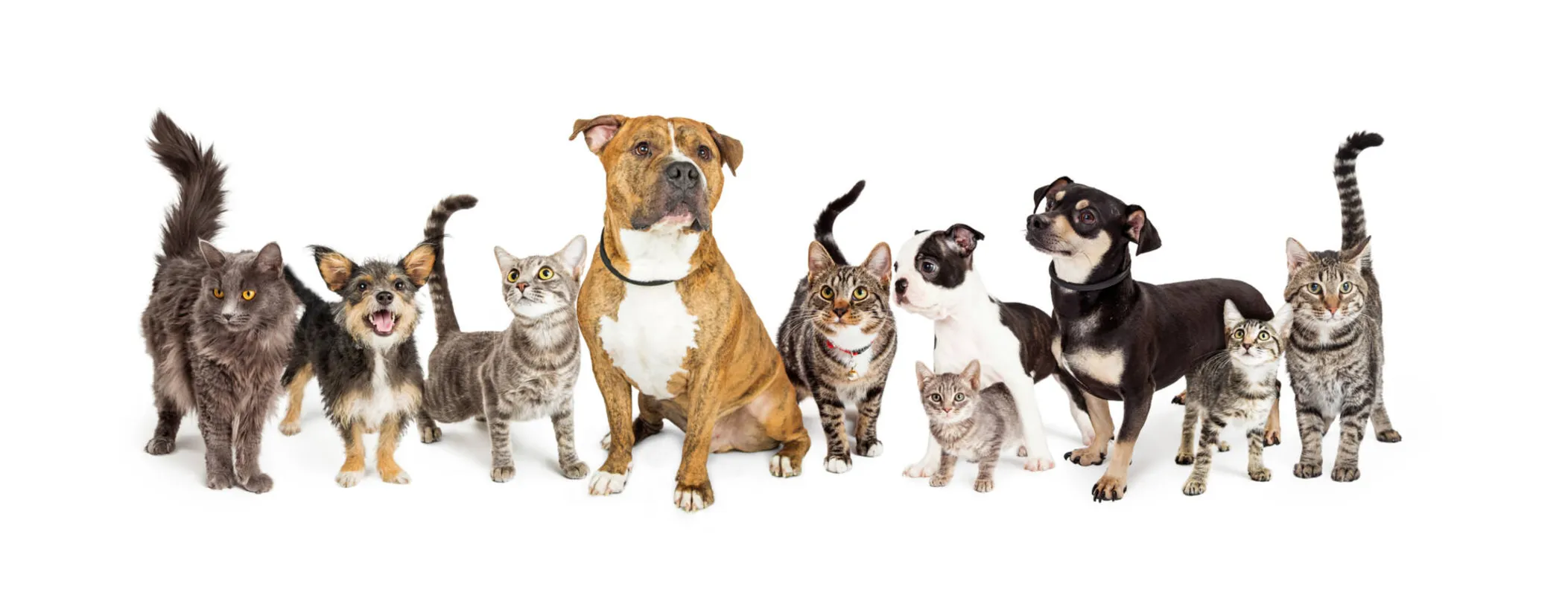 Imagem ilustrativa da imagem Tutores podem cadastrar animais de companhia em site no Paraná