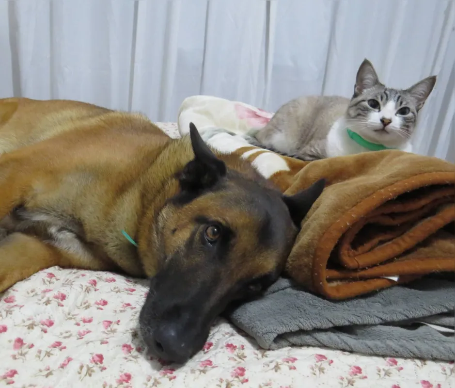 Objetivo é analisar cerca de mil animais com tutores que testaram positivo para a análise de risco de transmissão homem-animal no Brasil