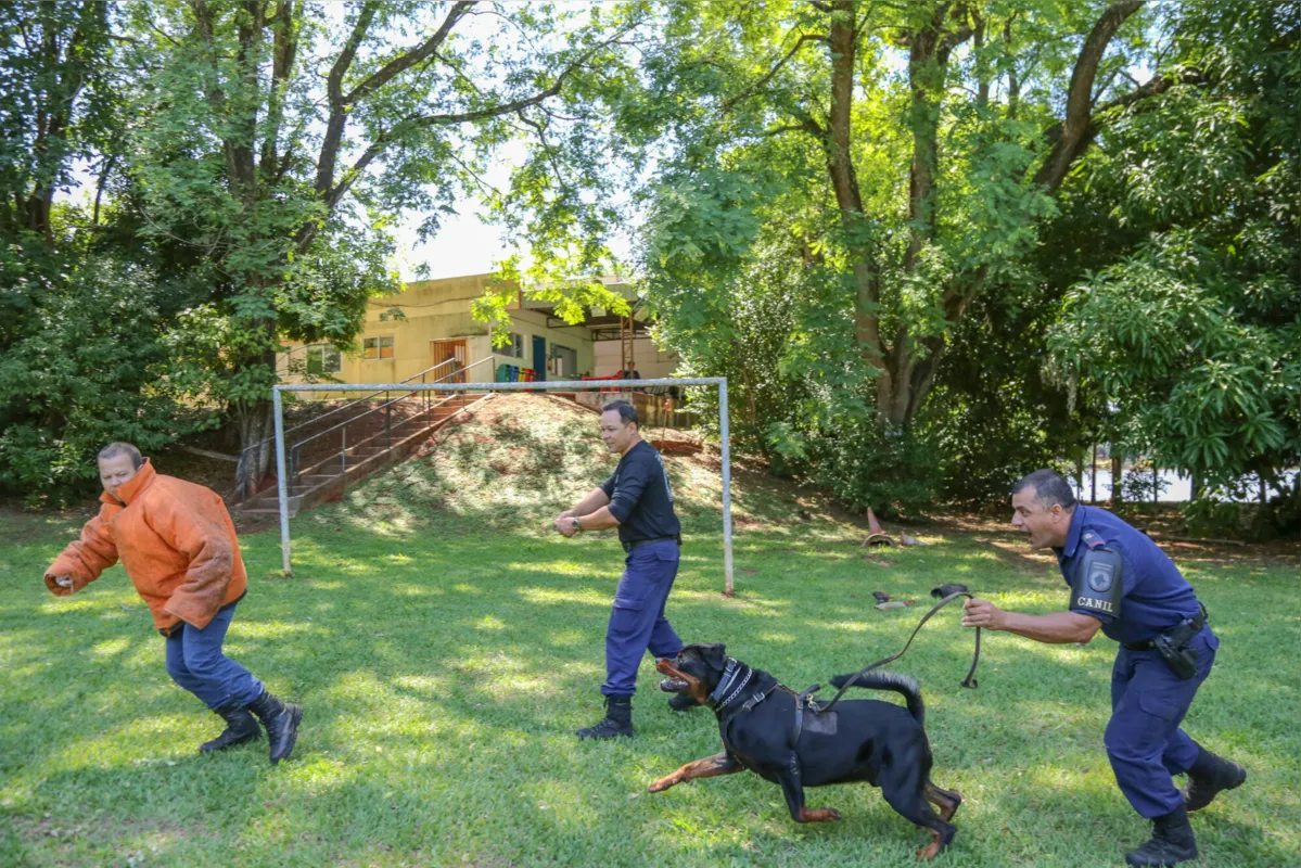 Adestramento começa quando os cães estão com 53 dias de vida: treinamentos e atividades são constantes