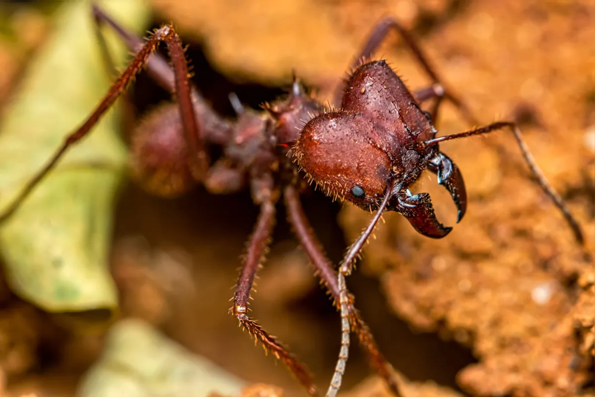 Imagem ilustrativa da imagem De onde vem tanta formiga?