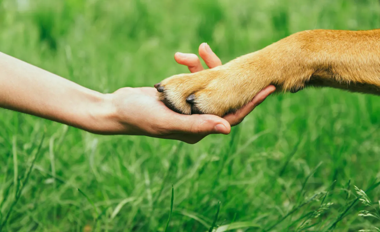 Imagem ilustrativa da imagem Domesticação de cães é mais antiga que a de qualquer outra espécie