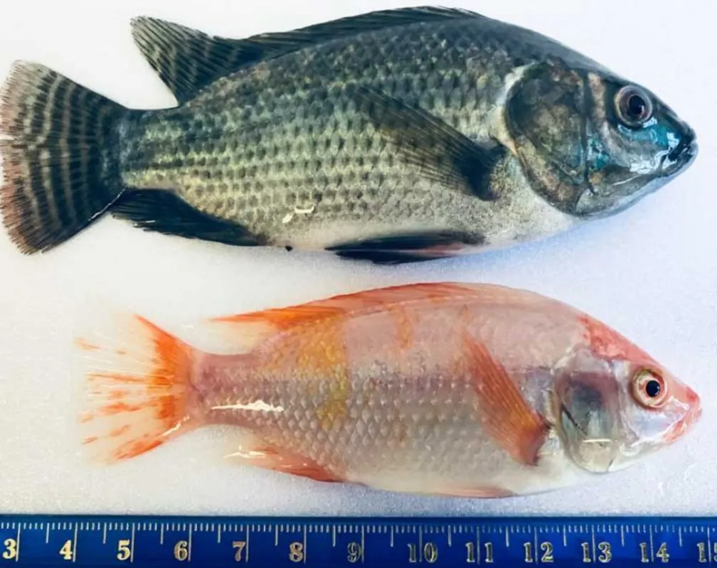  Tilápia vermelha: rara e saborosa 