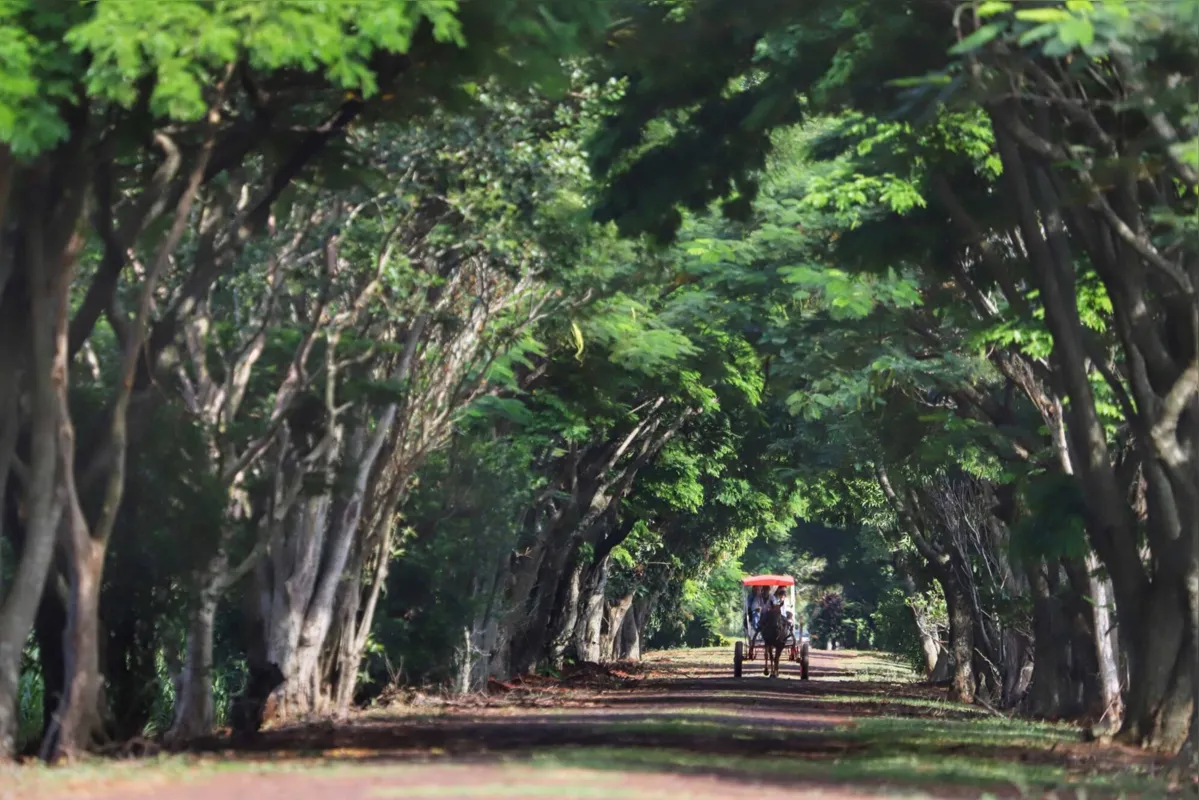 Com o desenvolvimento do setor, é possível criar um grande conglomerado de propriedades que exploram o turismo rural e ampliar a conectividade entre os paranaenses e esses atrativos