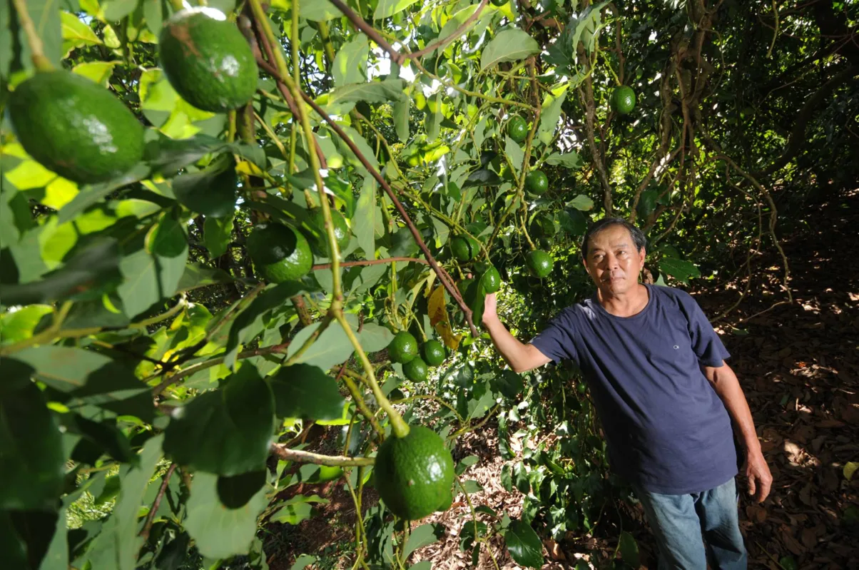 O produtor Aderson Tokushima obtém um lucro de até 50% com a comercialização do abacate
