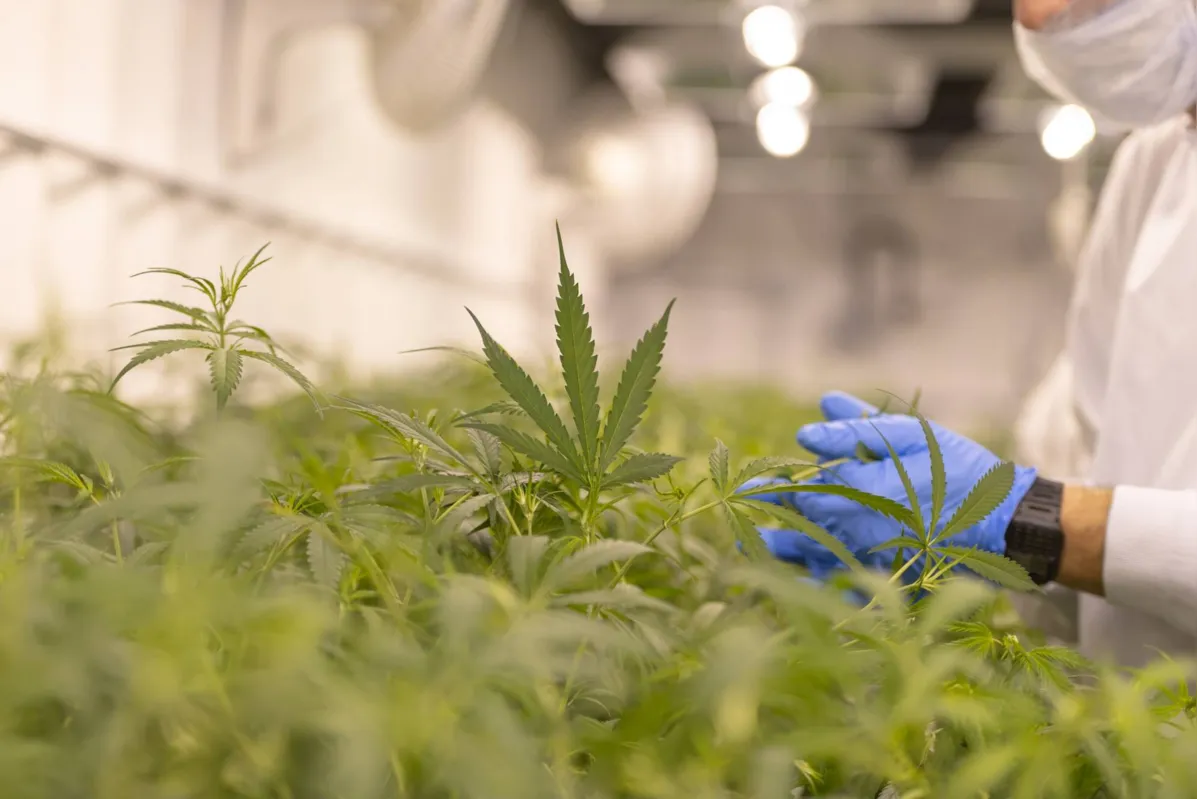 Para especialistas seria importante que o país trabalhasse em  pesquisa e tecnologia, 
principalmente na área de melhoramento genético, para desenvolver variedades de plantas nacionais