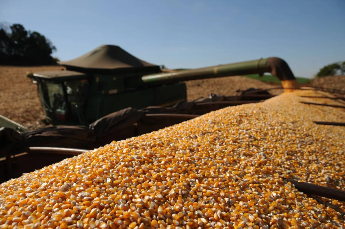 O milho da segunda safra apresenta uma estimativa de produção aproximadamente 14% maior do que na safra anterior, chegando a 13,4 milhões de toneladas