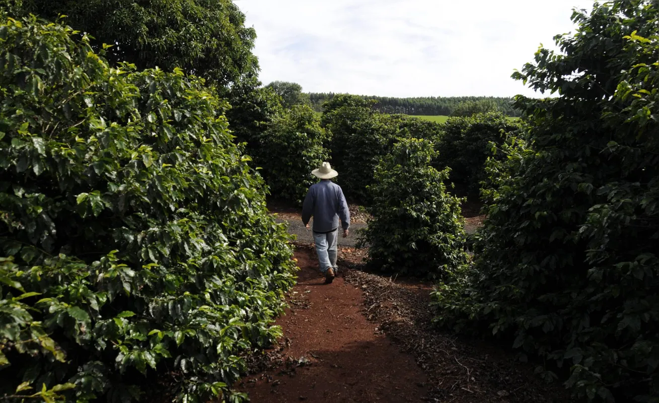 Para a safra de café 2020 no Brasil, a expectativa é a produção de 63,08 milhões de sacas beneficiadas de café arábica e conilon