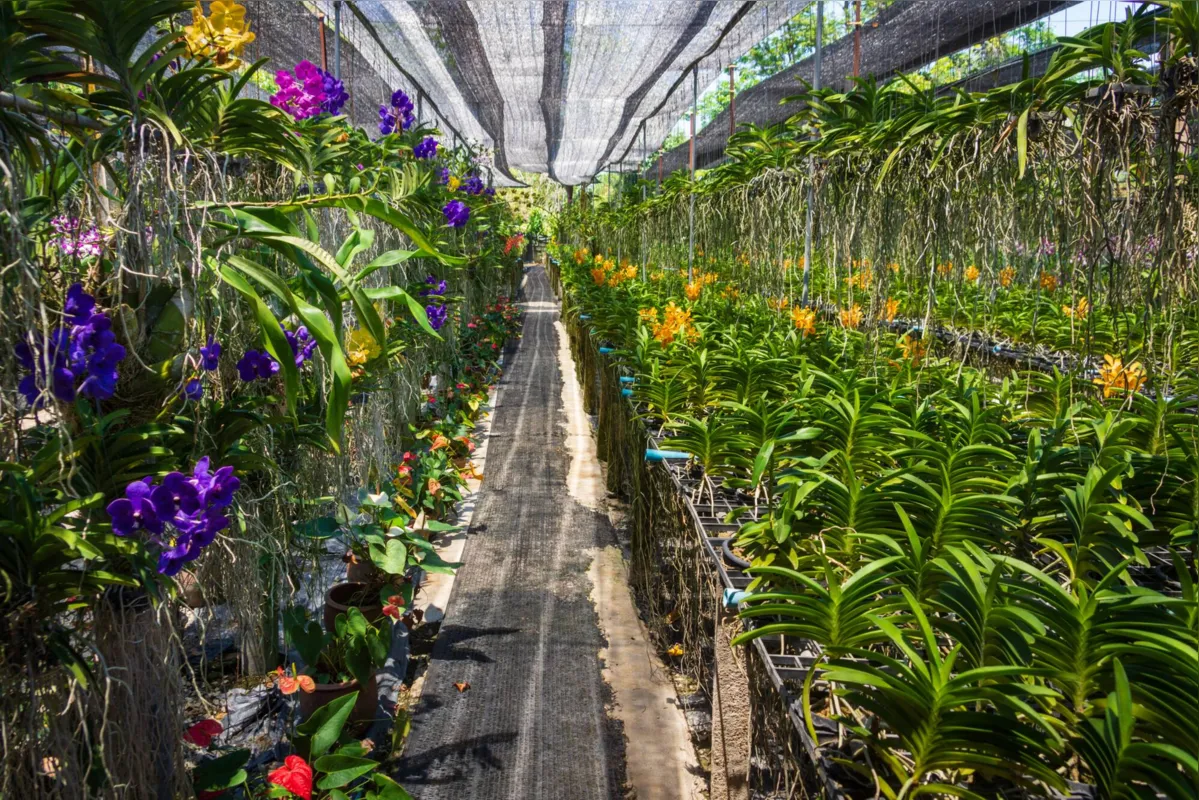 Orquídeas