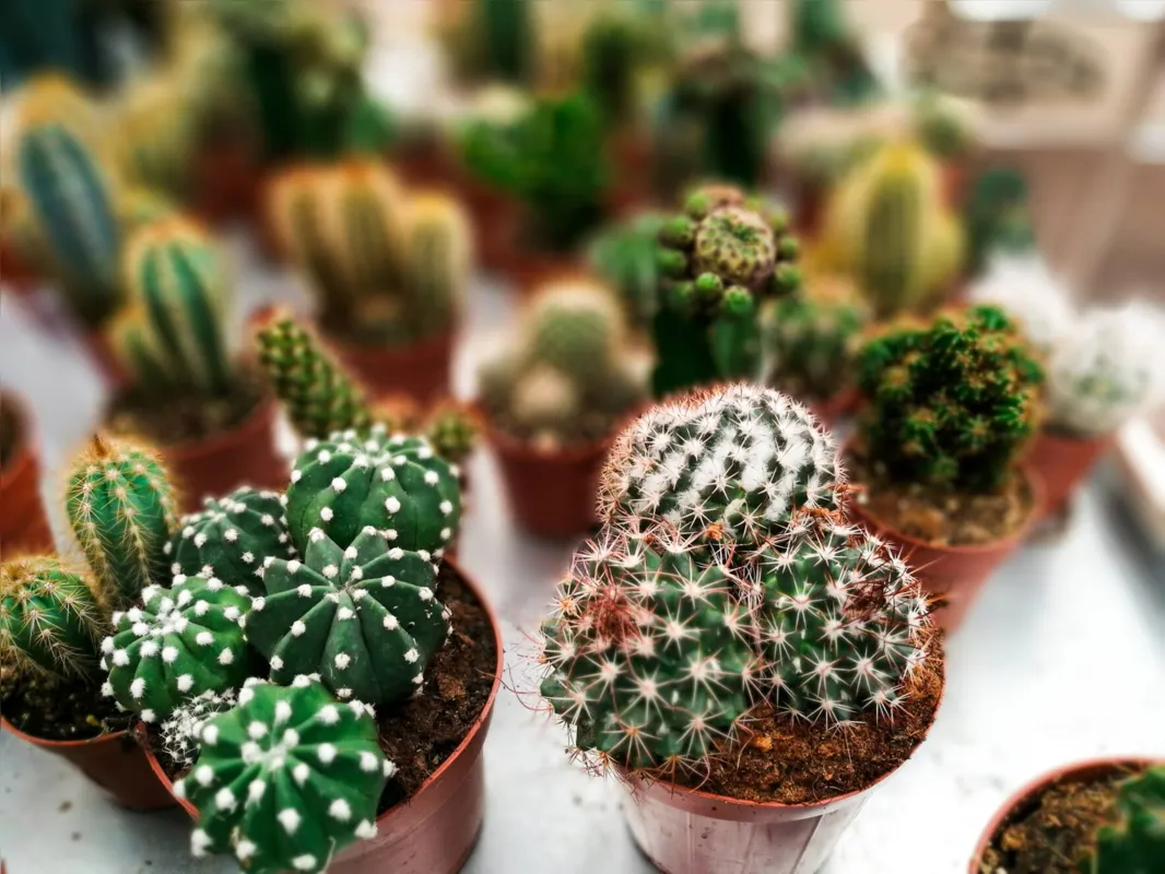 Cactus