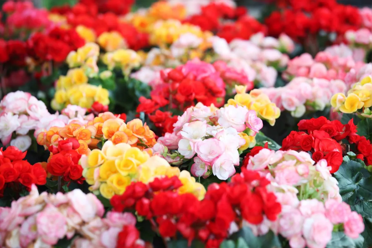 Begônias 