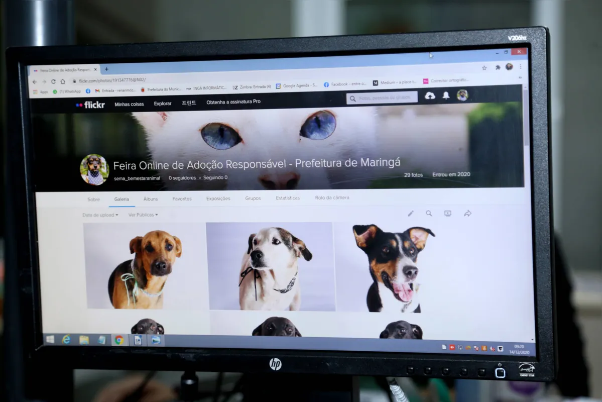 Imagem ilustrativa da imagem Maringá tem plataforma para adoção on-line de pets