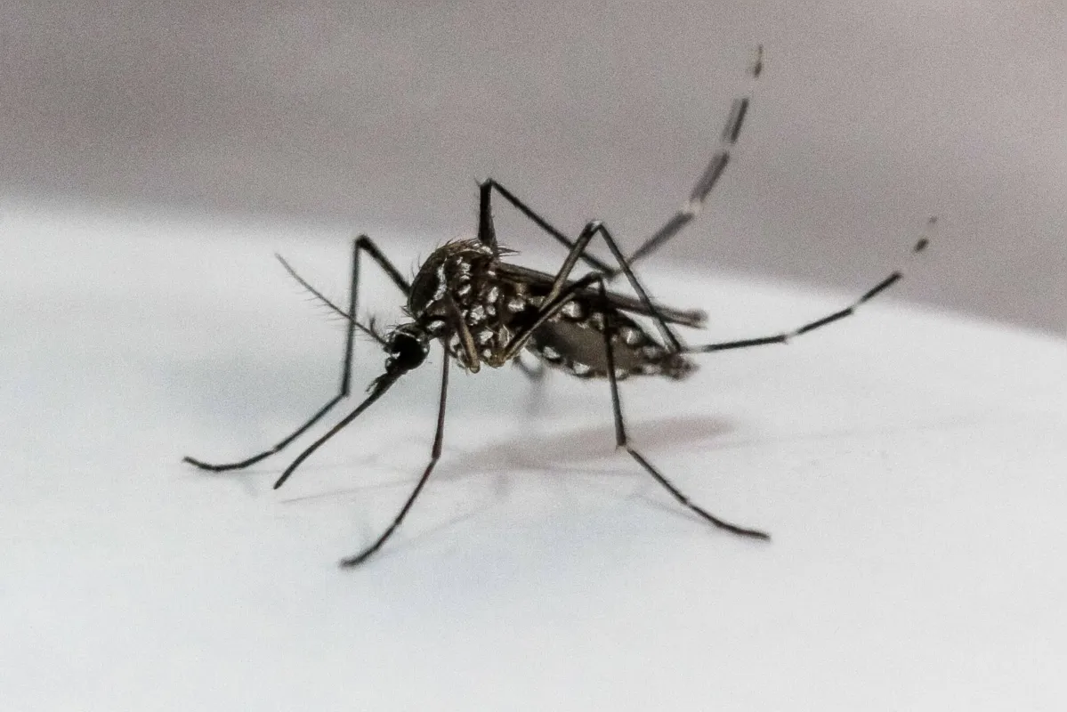 Imagem ilustrativa da imagem Paraná acumula 1.497 casos de dengue