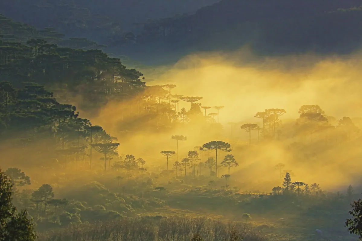 Araucária -  árvore símbolo do Paraná