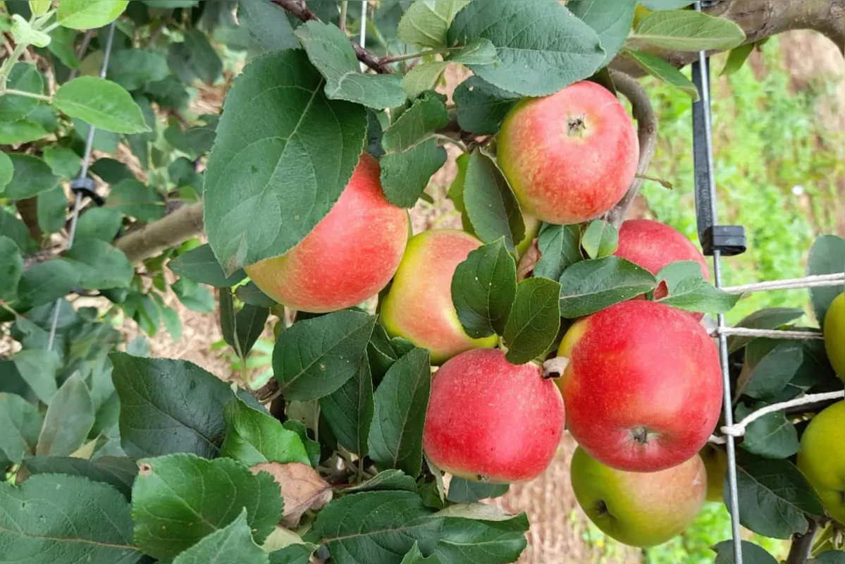 Eva Rubi e IPR Julieta são as cultivares utilizadas na pesquisa: merenda 100% orgânica até 2030
