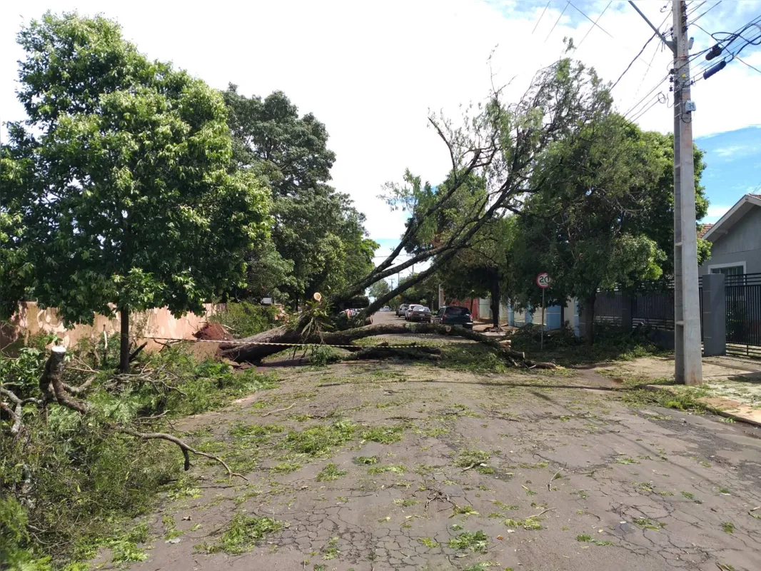 Árvore de grande porte caiu e interrompeu o trânsito na rua Rocha Pombo