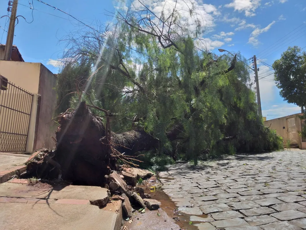 Árvores foram arrancadas pela raiz com o vento