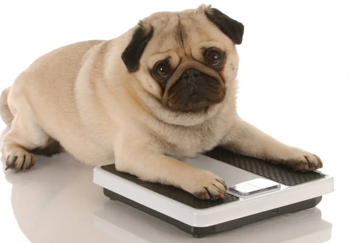 Imagem ilustrativa da imagem Tutores subestimam sobrepeso de cães, aponta estudo