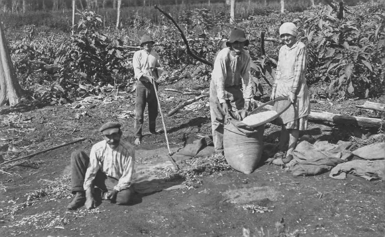 Colheitas: imagem histórica e afetiva da região de Londrina