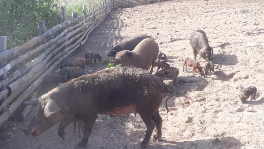 Propriedade conta hoje com 68 porcas criadeiras e três reprodutores. 