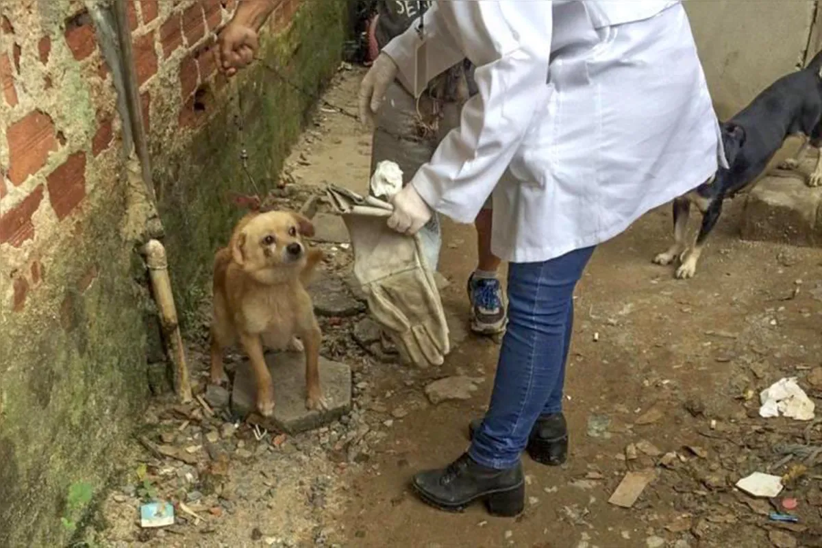 Imagem ilustrativa da imagem Abertas as inscrições para curso de atendimento a maus-tratos de animais