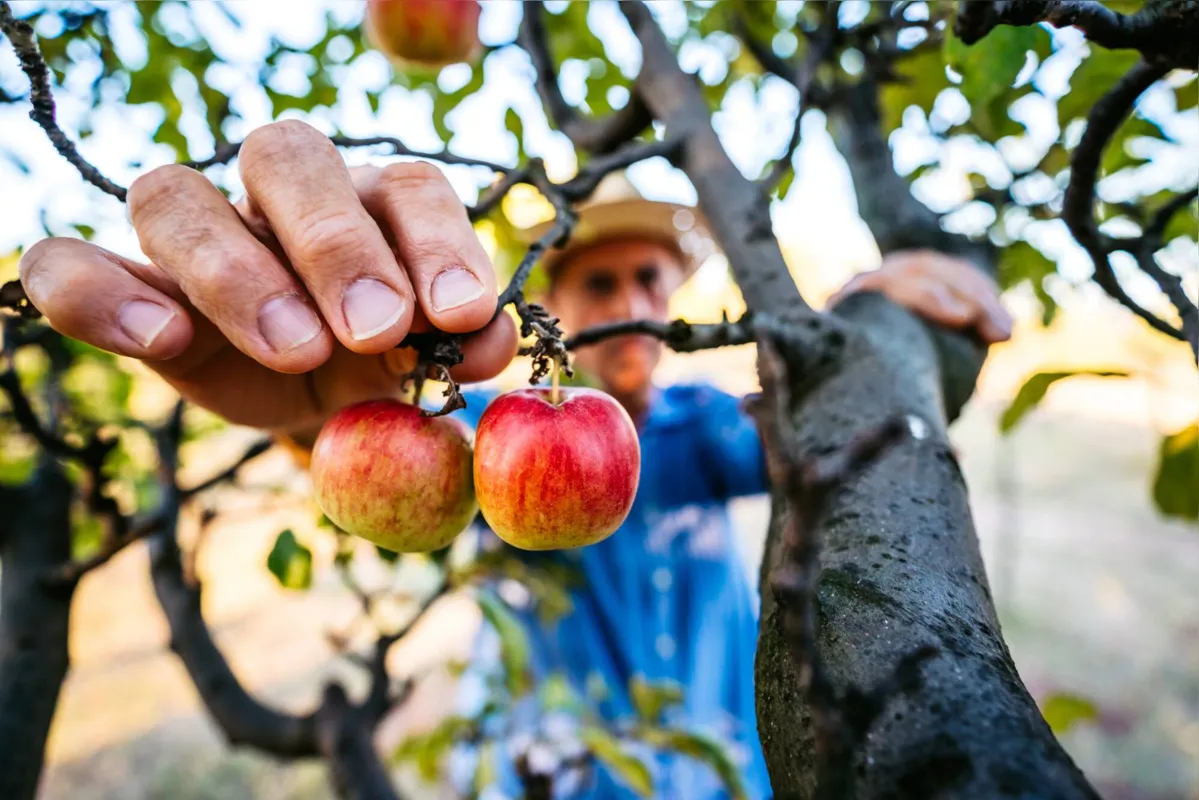 Imagem ilustrativa da imagem Ano bom para produção de maçãs