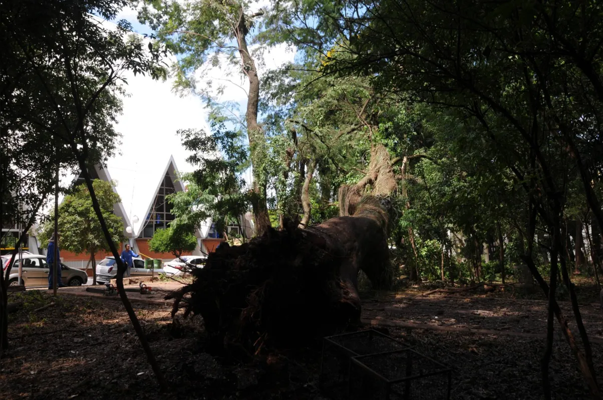 Imagem ilustrativa da imagem Árvore gigante cai e bloqueia passagem no Bosque Central