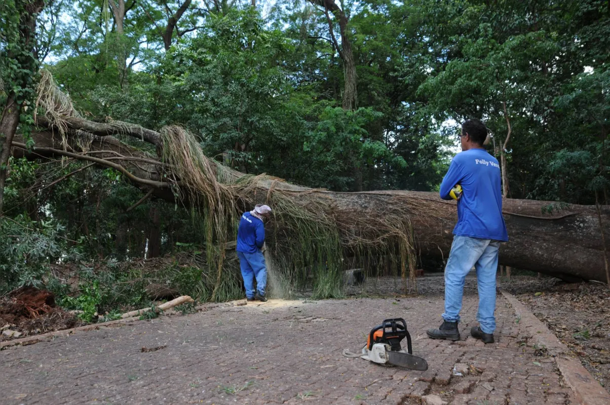 Imagem ilustrativa da imagem Árvore gigante cai e bloqueia passagem no Bosque Central